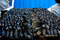 Soir�e esclade de moules en juillet et aout