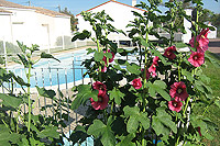 Les roses tr�mi�res s'en donnent � coeur joie, m�me en novembre !