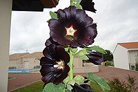 Une rose tr�mi�re noire, ce n'est pas courant